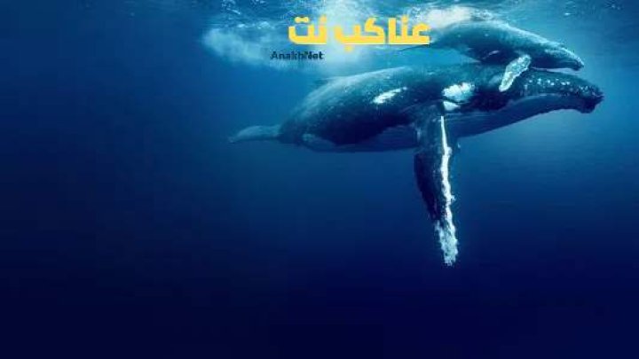 فيلم Ocean with David Attenborough 2025 مترجم